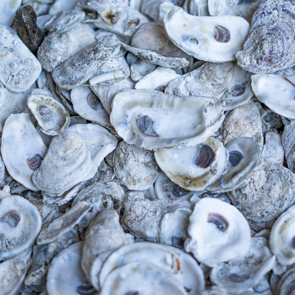 Oyster Consulting BD Reg